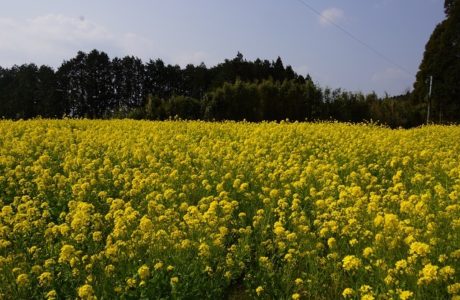 第23回【花はきりしま菜の花コース　約11㌔　参加人数1,430名】