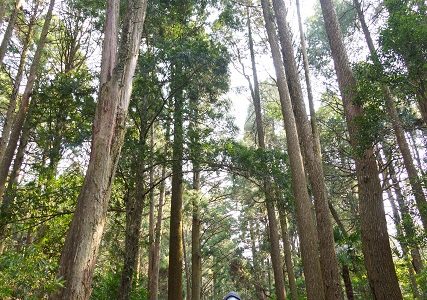 第23回【花はきりしま菜の花コース　約11㌔　参加人数1,430名】